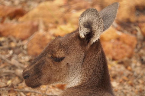 Australian Animals, Seascape And Sunset Photography Tour - Tourism Cairns 3