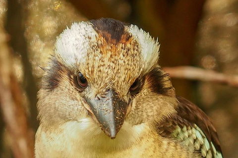 Australian Animals, Seascape And Sunset Photography Tour - Tourism Cairns 4