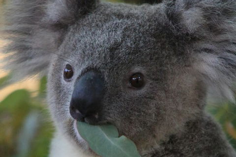 Australian Animals, Seascape And Sunset Photography Tour - Tourism Cairns 2