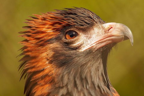 Australian Animals, Seascape And Sunset Photography Tour - Tourism Cairns 5