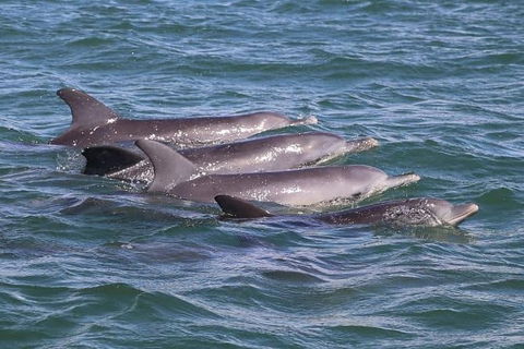 Romance Cruise + Scenic Tour + Beer Tasting + 3 Course Lunch + Hamper - Tourism Cairns 7