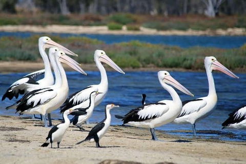 Romance Cruise + Scenic Tour + Beer Tasting + 3 Course Lunch + Hamper - Tourism Cairns 5