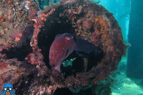 PADI Open Water Course - Tourism Cairns 1