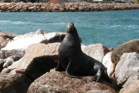 Lobster Fishing Tour At Geraldton - Tourism Cairns 3
