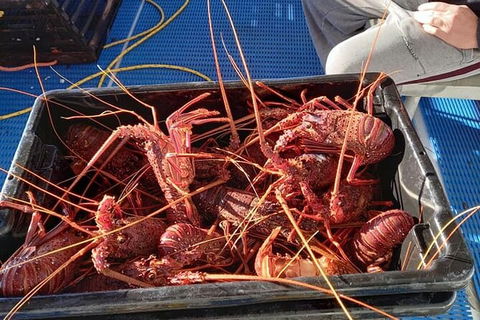 Lobster Fishing Tour At Geraldton - Tourism Cairns 6
