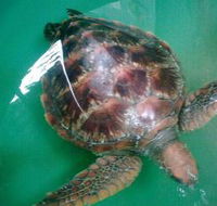 Australian Seabird Rescue - Tourism Cairns