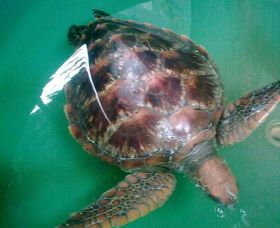 Australian Seabird Rescue - Tourism Cairns 0