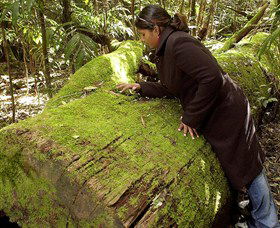  Tourism Cairns