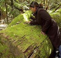 Washpool National Park - Washpool Walk - Tourism Cairns