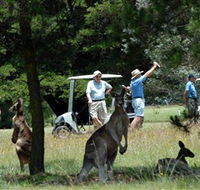 Glen Innes Golf Club - Tourism Cairns