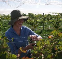 Kingsdale Wines - Tourism Cairns