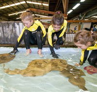 Australian Shark and Ray Centre - Tourism Cairns