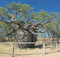 Boab Prison Tree - Tourism Cairns