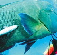 Aristocat Snorkel and Scuba Port Douglas - Tourism Cairns