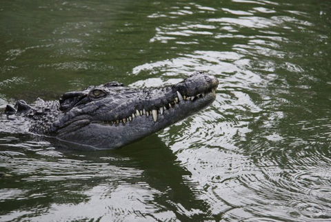 Daintree River Cruise Centre - Tourism Cairns 1