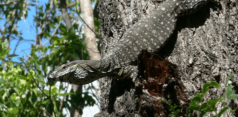 Tallship Adventures - Tourism Cairns 1