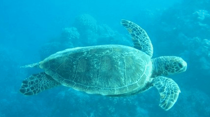 Tallship Adventures - Tourism Cairns 4