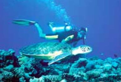Poseidon Outer Reef Cruises - Tourism Cairns 1