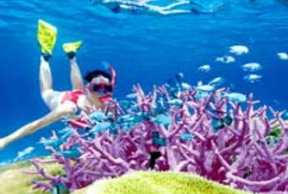 Poseidon Outer Reef Cruises - Tourism Cairns 2