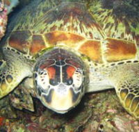 Adrenalin Snorkel and Dive - Tourism Cairns