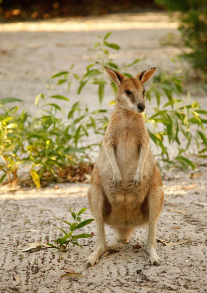 An Island Hideaway - Tourism Cairns 4