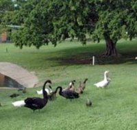 Anzac Park and Ululah Lagoon - Tourism Cairns