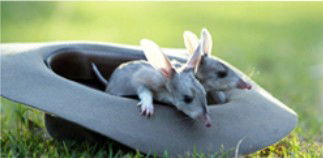 Augathella 4x4 Stock Route Trail - Tourism Cairns 2