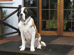 Mt Tamborine QLD Tourism Cairns