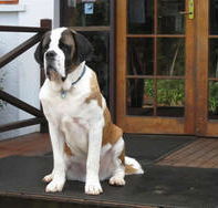 St Bernards Hotel - Tourism Cairns