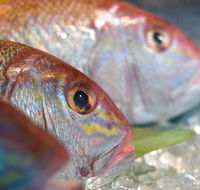 Coro Hotel - Lure Seafood Restaurant - Tourism Cairns