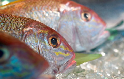 Coro Hotel - Lure Seafood Restaurant - Tourism Cairns 0