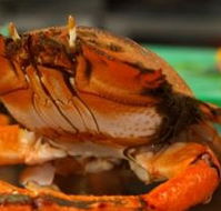River Cottage Restaurant - Tourism Cairns