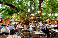 The Oaks - Tourism Cairns 2