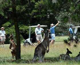 Glen Innes NSW Tourism Cairns