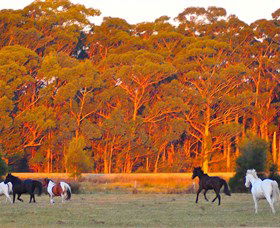 Horse Riding At Oaks Ranch And Country Club - Tourism Cairns 1