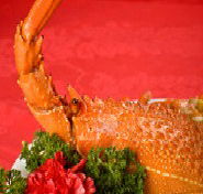 Marigold - Tourism Cairns