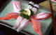 Tatsuya - thumb 0
