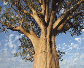 Kununurra WA Tourism Cairns