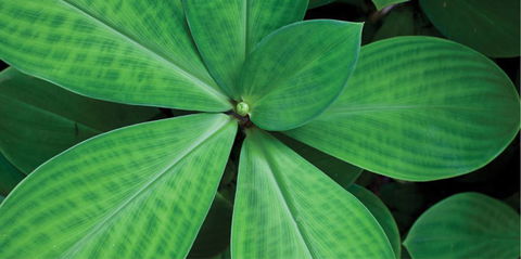 Limberlost Nursery & Garden Centre - Tourism Cairns 0