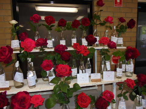 Anglican Spring Flower Show Gundagai - Tourism Cairns 0