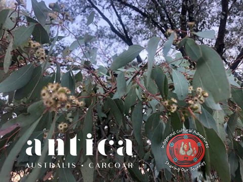 Antica Australis - Winter Fire Festival - Tourism Cairns 0