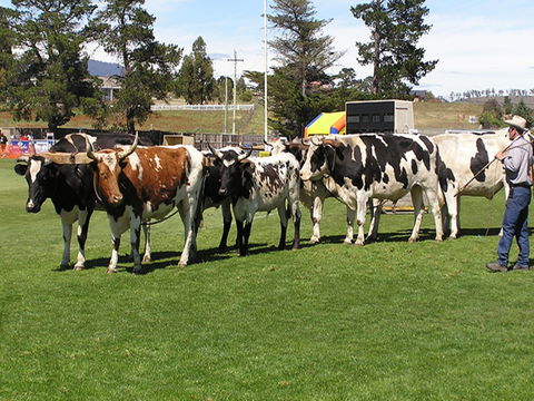 Brighton Show - Tourism Cairns 0