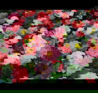 Camellia's Australia National Camellia Show - Tourism Cairns