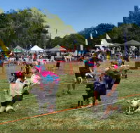 Dogs in the Park Orange - Tourism Cairns