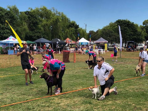 Dogs In The Park Orange - Tourism Cairns 0