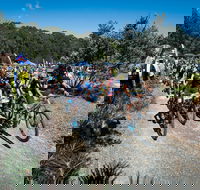 JetBlack Wild Wombat MTB Challenge - Tourism Cairns