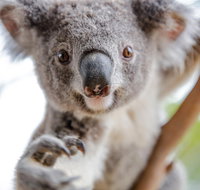 Meet the Stars of the Livestreams - Tourism Cairns