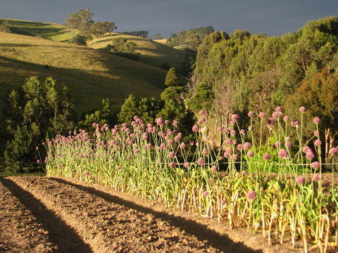 Meeniyan Garlic Festival - Tourism Cairns 1