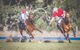 Scone Horse Festival - thumb 1