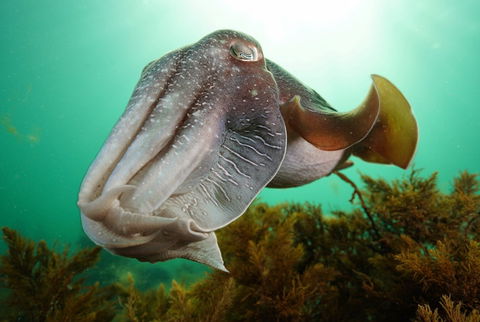 Whyalla Maritime Museum - Cuttlefish Capers - Tourism Cairns 0